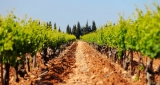 decouvrir_vignes_1_1350x950-600x318