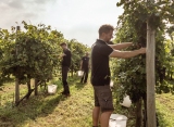 vendemmia_1@2x